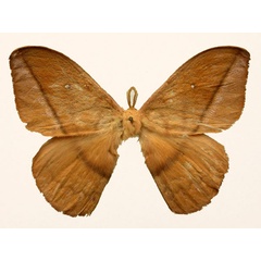 /filer/webapps/moths/media/images/R/rostaingi_Maltagorea_PT_Basquinb.jpg