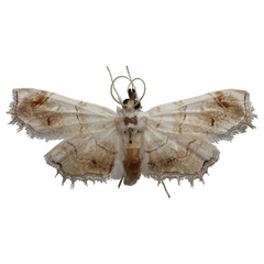 /filer/webapps/moths/media/images/L/lactealis_Goniophysetis_AM_BMNH.jpg