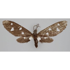 /filer/webapps/moths/media/images/A/andapa_Tenuinaclia_PT_BMNH.jpg
