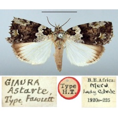 /filer/webapps/moths/media/images/A/astarte_Giaura_HT_BMNH.jpg