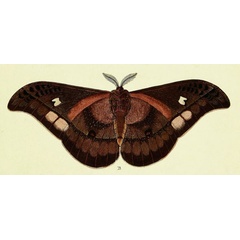 /filer/webapps/moths/media/images/A/alcinoe_Bunaea_Cramer_322_B.jpg