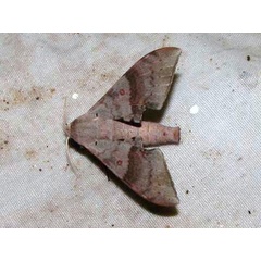 /filer/webapps/moths/media/images/A/ancylus_Neopolyptychus_A_Goff_02.jpg