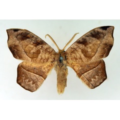 /filer/webapps/moths/media/images/N/natalensis_Negera_AM_TMSA.jpg