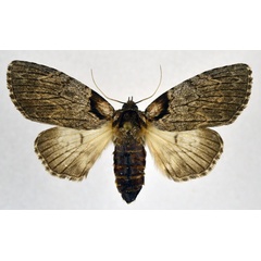 /filer/webapps/moths/media/images/B/basifascia_Procrateria_AF_NHMO.jpg