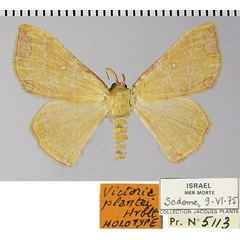 /filer/webapps/moths/media/images/P/plantei_Victoria_HT_ZSMa.jpg