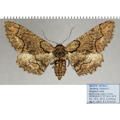 /filer/webapps/moths/media/images/A/albosignata_Omphalucha_AF_ZSM.jpg