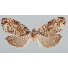 /filer/webapps/moths/media/images/B/bagamoyo_Gibbalaria_AF_USNM.jpg