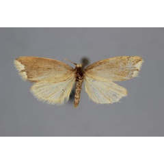 /filer/webapps/moths/media/images/T/tortricoides_Mimulosia_A_BMNH.jpg