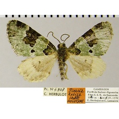 /filer/webapps/moths/media/images/E/excisa_Piercia_HT_ZSMa.jpg