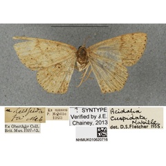 /filer/webapps/moths/media/images/C/cuspidata_Acidalia_PLT_BMNHa.jpg