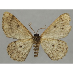 /filer/webapps/moths/media/images/D/delosaria_Parectropis_AM_ZSMb.jpg