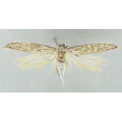 /filer/webapps/moths/media/images/B/bruneosparsa_Parapsectris_PTM_TMSA.jpg