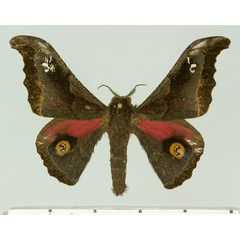 /filer/webapps/moths/media/images/L/limbobrunnea_Ludia_AM_Basquin.jpg