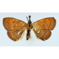 /filer/webapps/moths/media/images/M/maculata_Oaracta_AM_TMSA_02.jpg