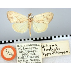 /filer/webapps/moths/media/images/L/lacteata_Urbona_ST_BMNH.jpg
