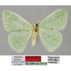 /filer/webapps/moths/media/images/M/melanostigma_Prasinocyma_HT_ZSM_01.jpg