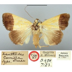 /filer/webapps/moths/media/images/C/camilla_Xanthodes_HT_BMNH.jpg