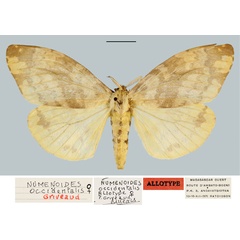 /filer/webapps/moths/media/images/O/occidentalis_Numenoides_AT_MNHN.jpg
