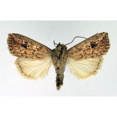/filer/webapps/moths/media/images/B/brantsii_Mythimna_AM_Aulombard.jpg