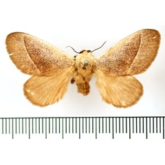 /filer/webapps/moths/media/images/C/canescens_Latoia_AF_BMNH.jpg