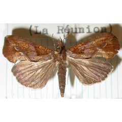 /filer/webapps/moths/media/images/E/excavata_Plusiodonta_AM_MNHN_01.jpg