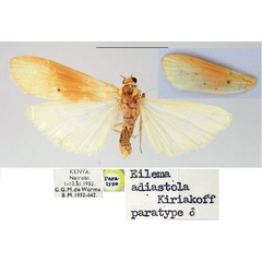 /filer/webapps/moths/media/images/A/adiastola_Eilema_PT_SNHM.jpg