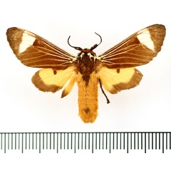/filer/webapps/moths/media/images/E/extranea_Casphalia_AM_BMNH.jpg