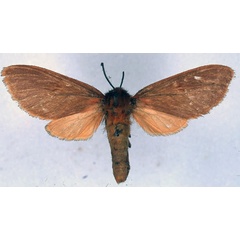 /filer/webapps/moths/media/images/R/rubribasa_Metarctia_HT_BMNH_01.jpg