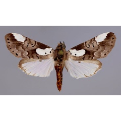 /filer/webapps/moths/media/images/H/heterochroa_Callicereon_A_RMCA_01.jpg