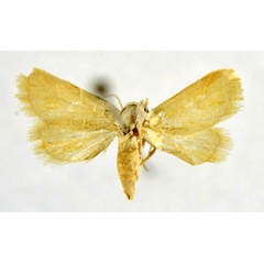 /filer/webapps/moths/media/images/S/similis_Eublemma_PT_NHMO.jpg
