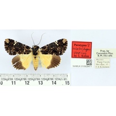 /filer/webapps/moths/media/images/V/varius_Ulotrichopus_PT_BMNH.jpg