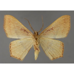 /filer/webapps/moths/media/images/M/mundissima_Traminda_A_ZSM_02.jpg