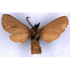 /filer/webapps/moths/media/images/R/rufescens_Metarctia_ST_BMNH_02.jpg