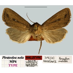 /filer/webapps/moths/media/images/N/nola_Pirateolea_HT_MNHNa.jpg