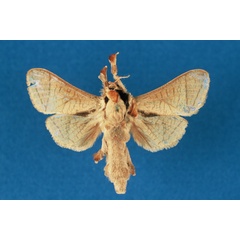 /filer/webapps/moths/media/images/I/isiroensis_Haberlandia_HT_RMCA.jpg