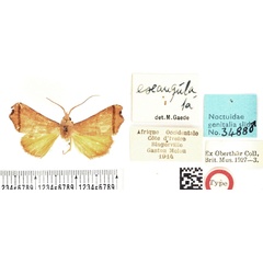 /filer/webapps/moths/media/images/E/exangulata_Paralephana_HT_BMNH.jpg