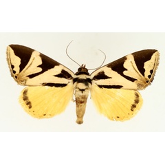 /filer/webapps/moths/media/images/A/attathoides_Attatha_AM_TMSA_01.jpg