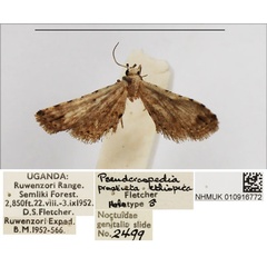 /filer/webapps/moths/media/images/E/ethiopica_Pseudcraspedia_HT_NHMUK.jpg