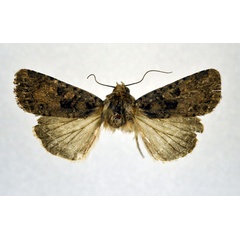 /filer/webapps/moths/media/images/A/aarviki_Feliniopsis_PT_NHMO.jpg