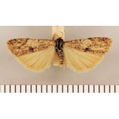 /filer/webapps/moths/media/images/P/promontorii_Pasteosia_PTF_TMSA.jpg
