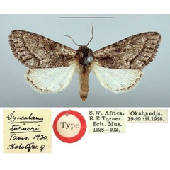 /filer/webapps/moths/media/images/T/turneri_Syncalama_HT_BMNH.jpg