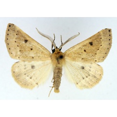 /filer/webapps/moths/media/images/S/stictoneura_Aethiopodes_AM_TMSA_01.jpg