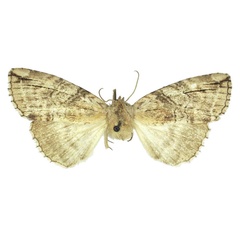 /filer/webapps/moths/media/images/A/austrina_Aethiopsestis_PTF_BMNH.jpg