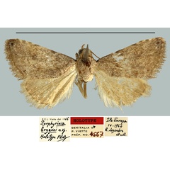 /filer/webapps/moths/media/images/B/brygooi_Porphyrinia_HT_MNHN.jpg