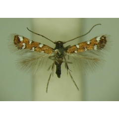 /filer/webapps/moths/media/images/G/gautengi_Porphyrosela_PT_TMSA_02.jpg