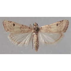 /filer/webapps/moths/media/images/L/lunulella_Euzophera_AF_MNHN.jpg
