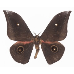 /filer/webapps/moths/media/images/J/jamesoni_Gonimbrasia_AM_Basquin.jpg