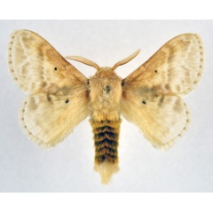 /filer/webapps/moths/media/images/G/gemmata_Eucraera_AM_NHMO_01.jpg