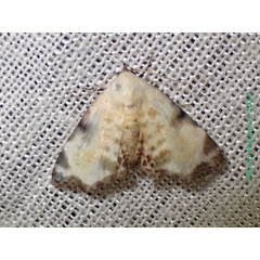 /filer/webapps/moths/media/images/S/sandrangato_Catalana_AM_Bippus.jpg
