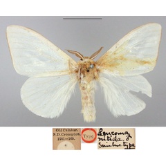 /filer/webapps/moths/media/images/N/nitida_Leucoma_STM_BMNH.jpg